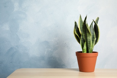 Photo of Sansevieria plant in pot on table near color wall, space for text. Home decor