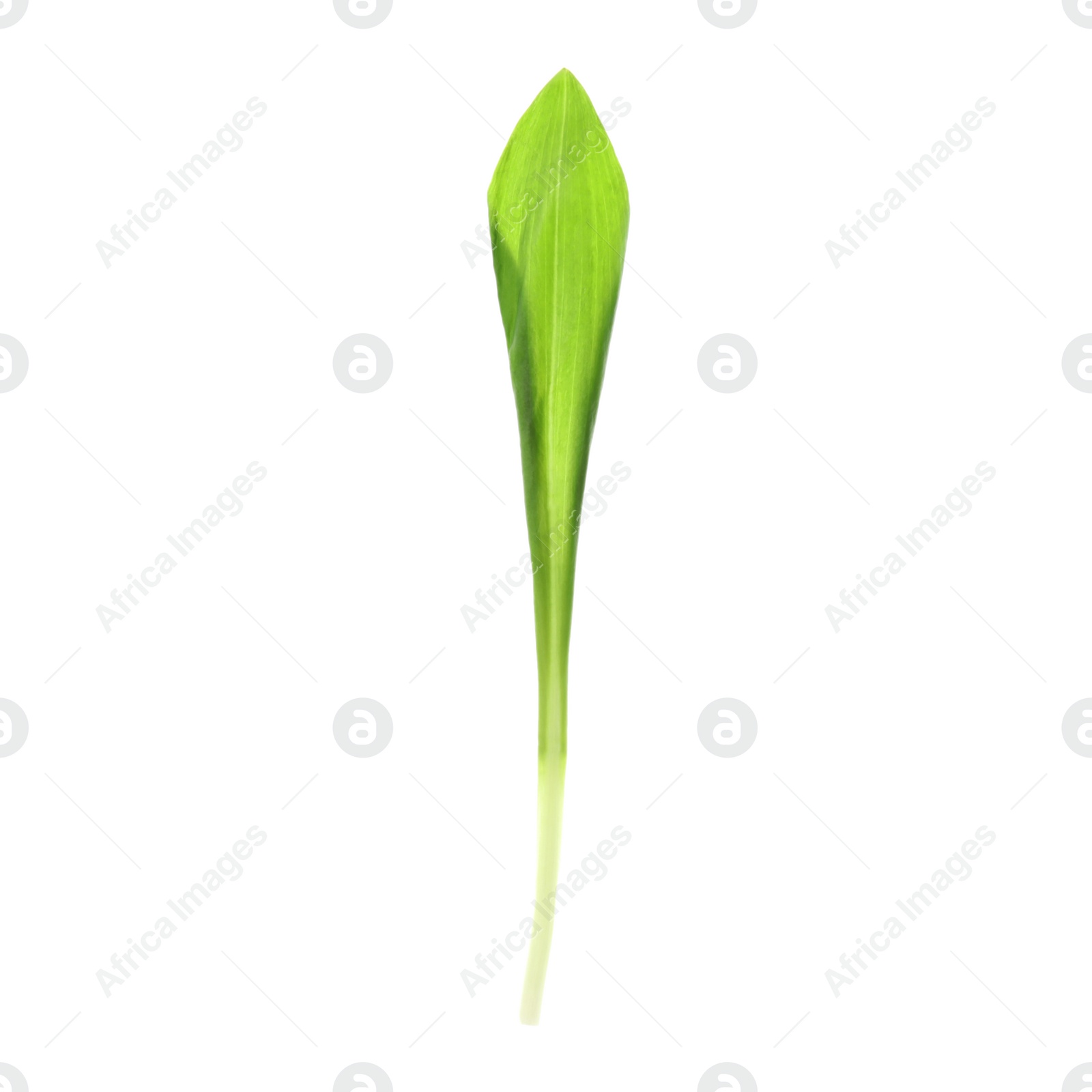 Photo of Leaf of wild garlic or ramson isolated on white