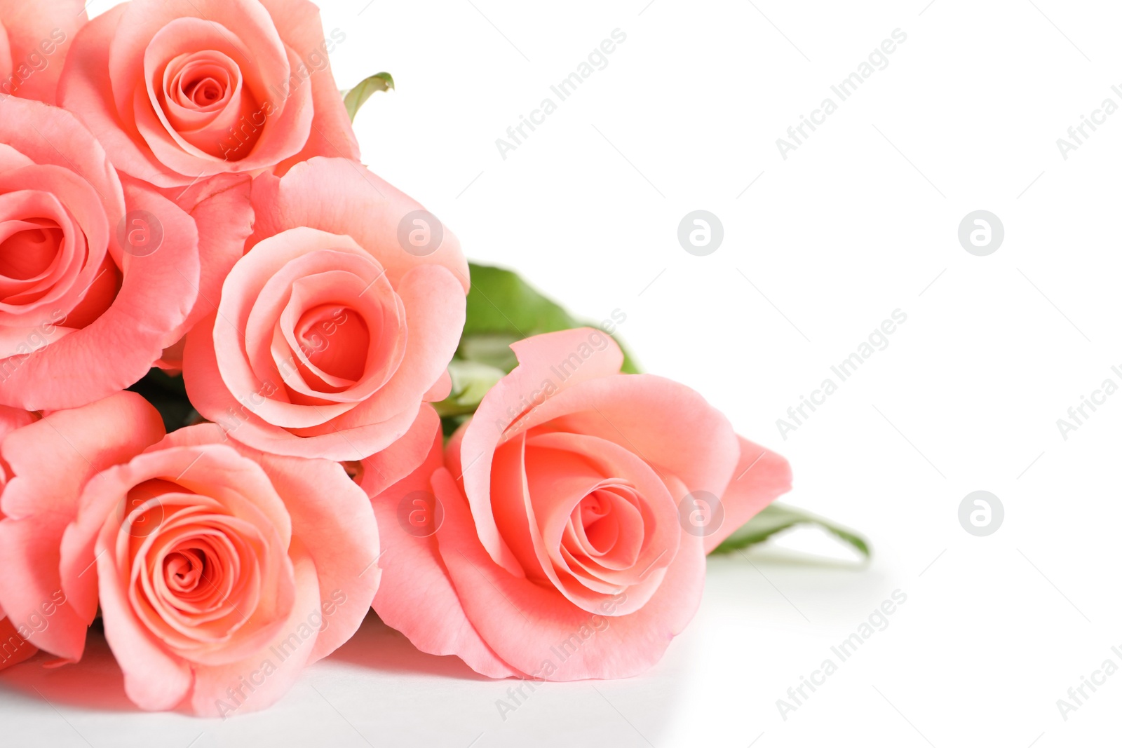 Photo of Bouquet of beautiful roses on white background