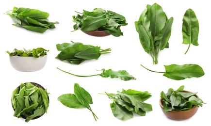 Set of fresh sorrel leaves on white background