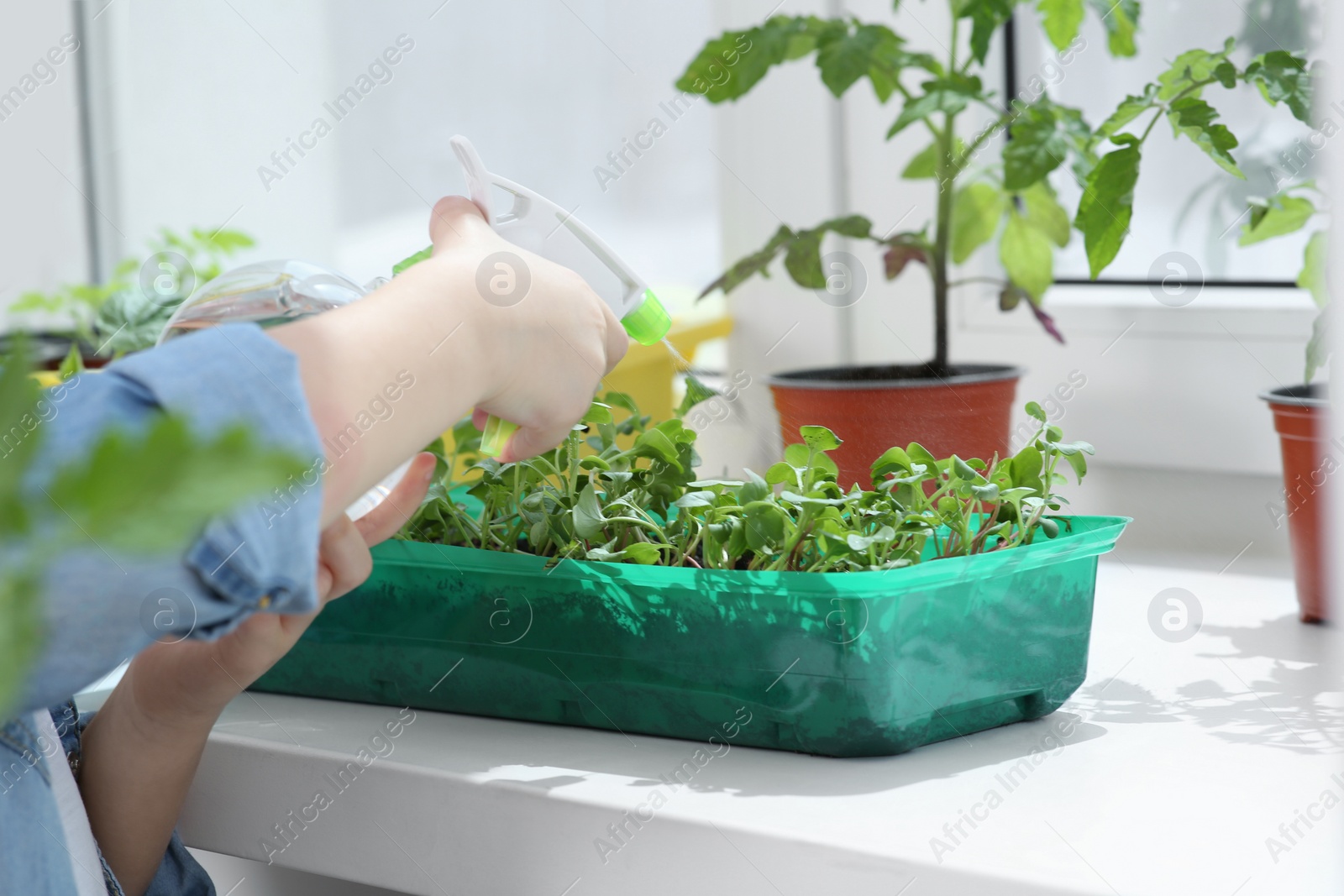 Photo of Little girl spraying seedlings in plastic container on windowsill, closeup