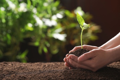 Woman holding young green seedling in soil against blurred background, closeup with space for text