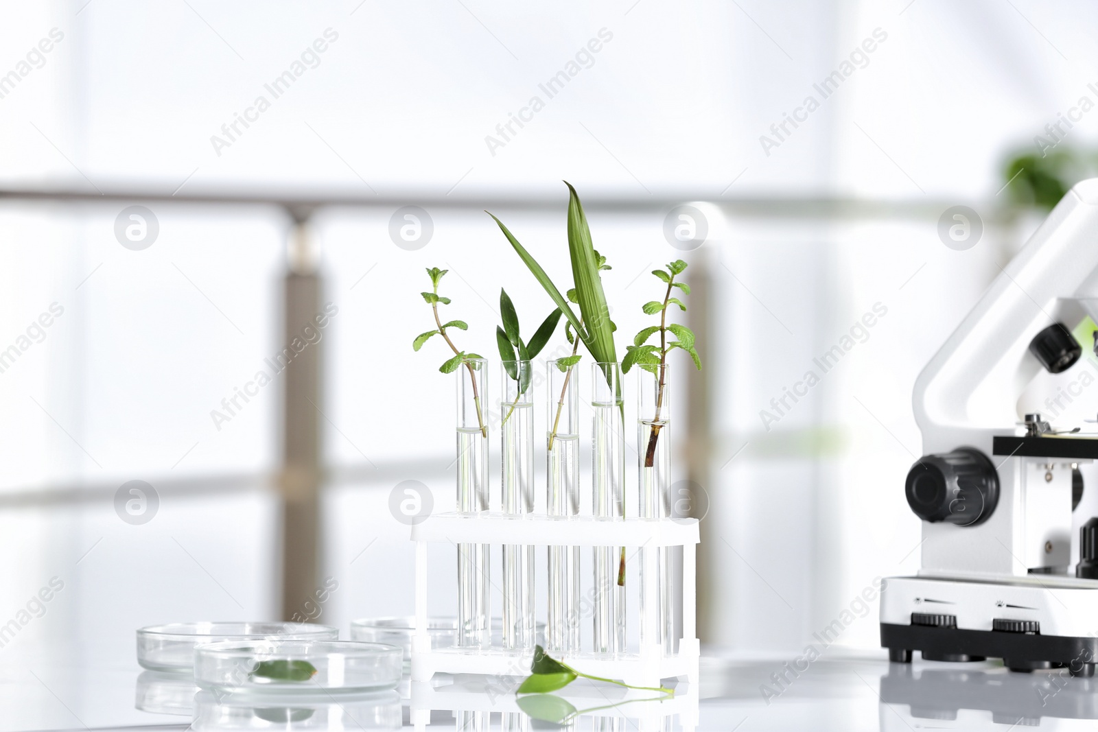 Photo of Laboratory glassware with different plants on table against blurred background. Chemistry research