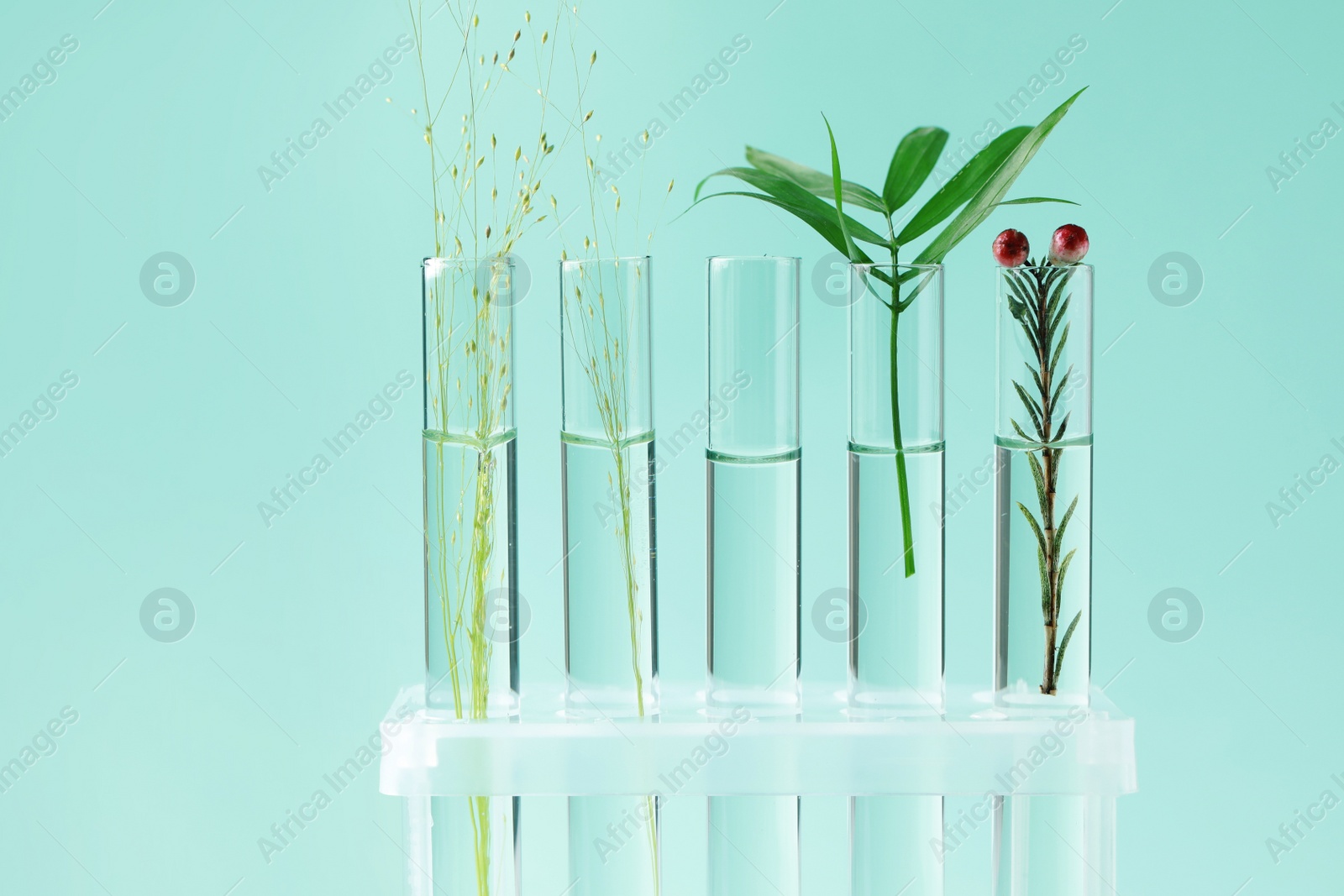 Photo of Different plants in test tubes on light turquoise background, closeup