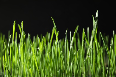 Photo of Green wheat grass with dew drops on black background, closeup