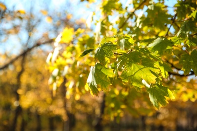 Tree in park, focus on autumn leaves. Space for text