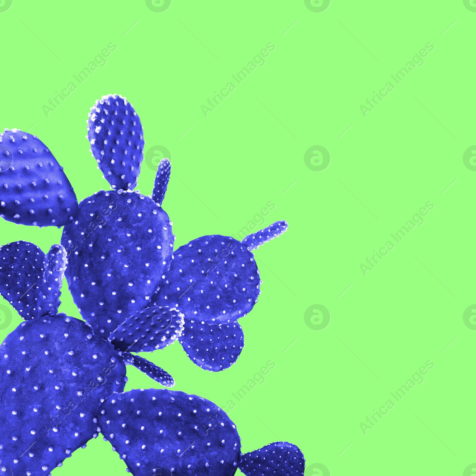Image of Beautiful blue cactus plant on light green background, space for text