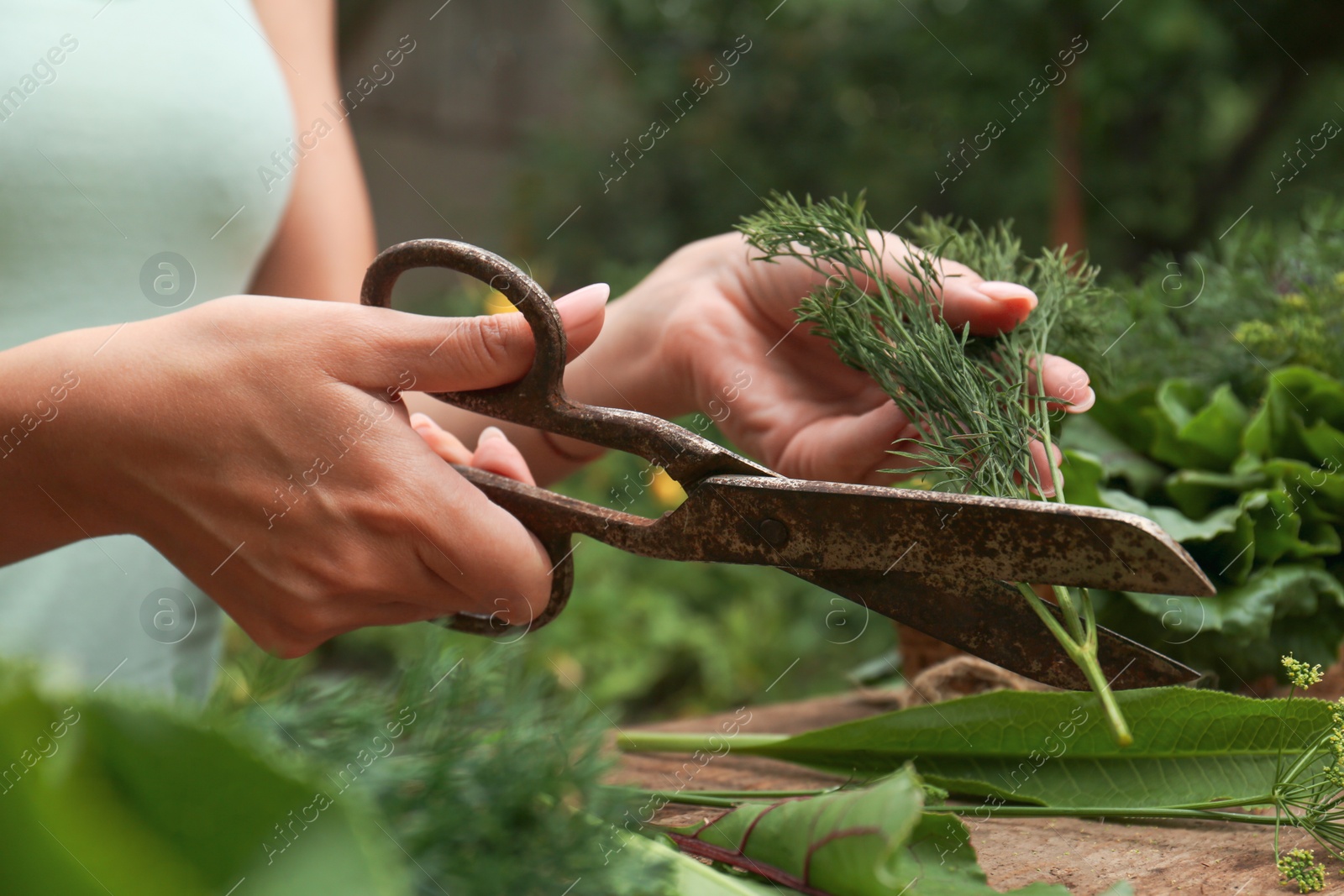 Photo of Woman cutting fresh green dill with scissors outdoors, closeup