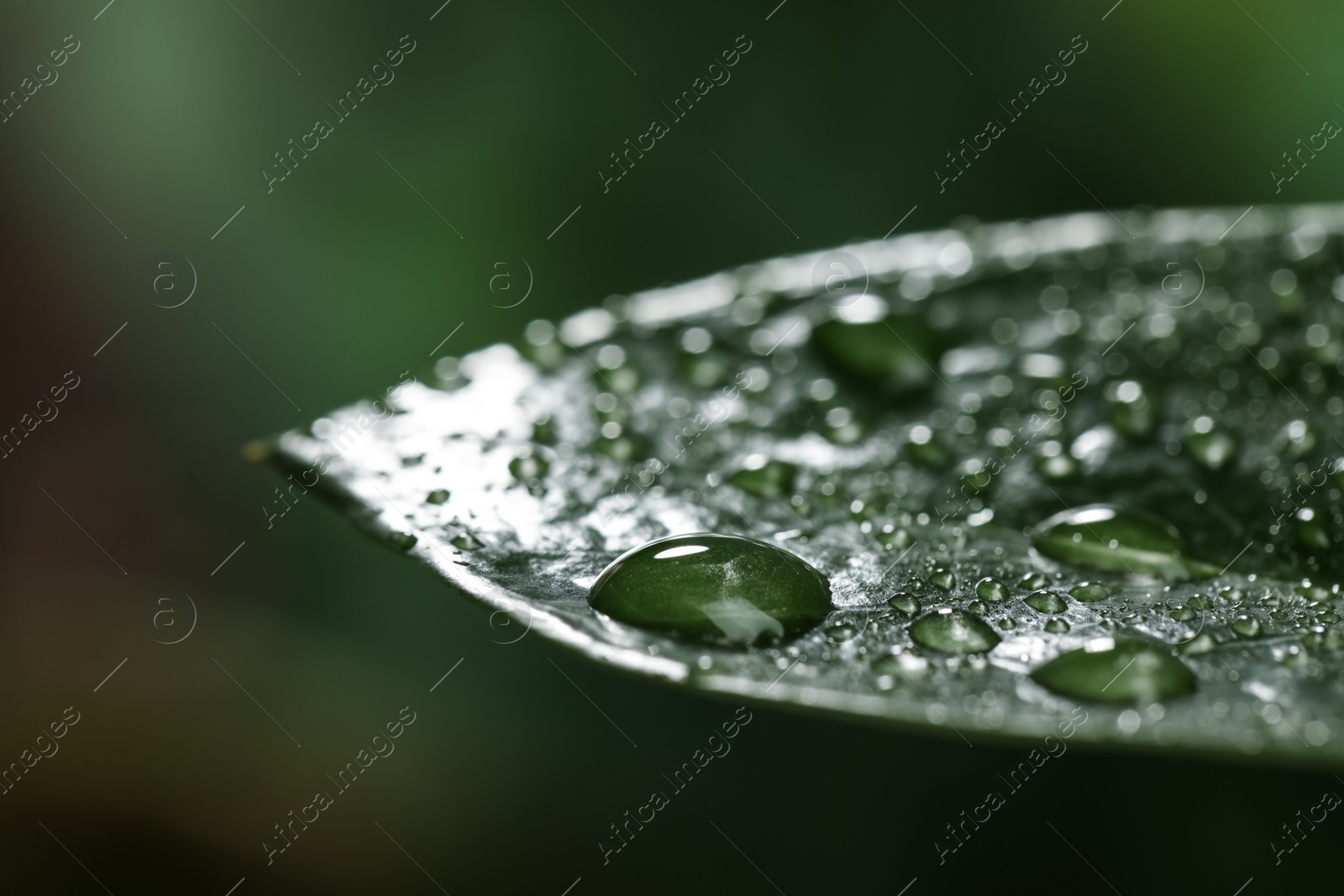 Photo of Closeup view of beautiful green leaf with dew drops