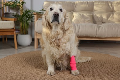 Photo of Cute golden retriever with bandage on paw at home