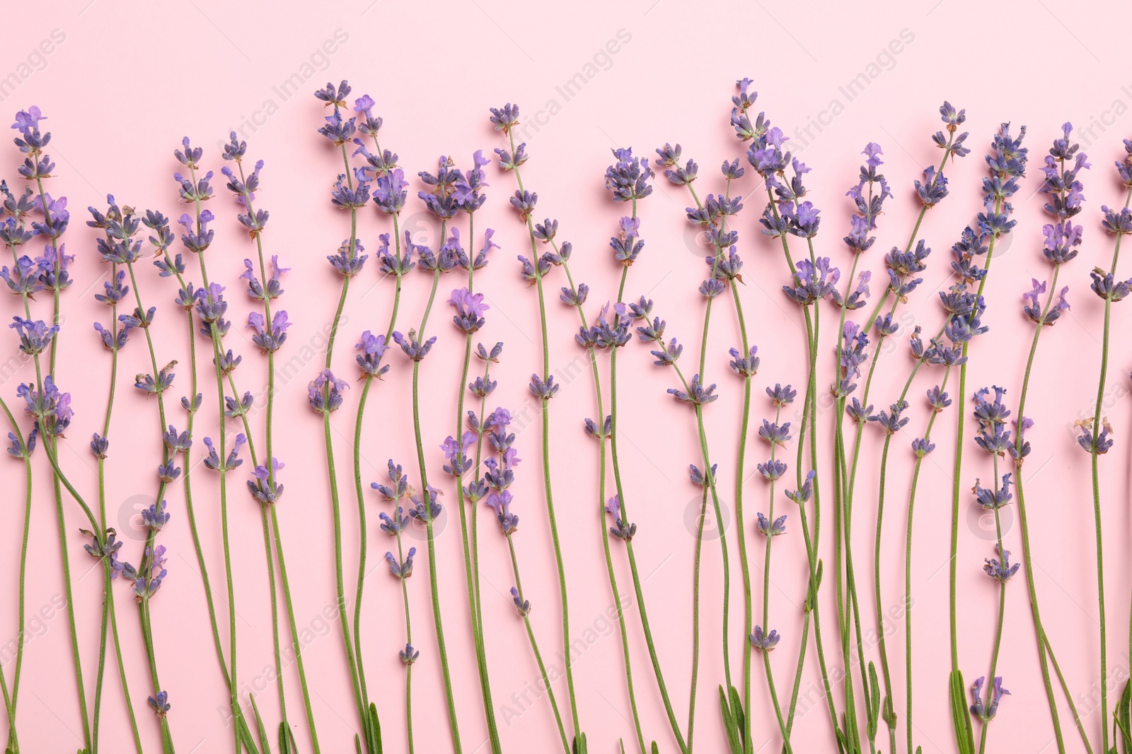 Photo of Beautiful lavender flowers on pink background, flat lay