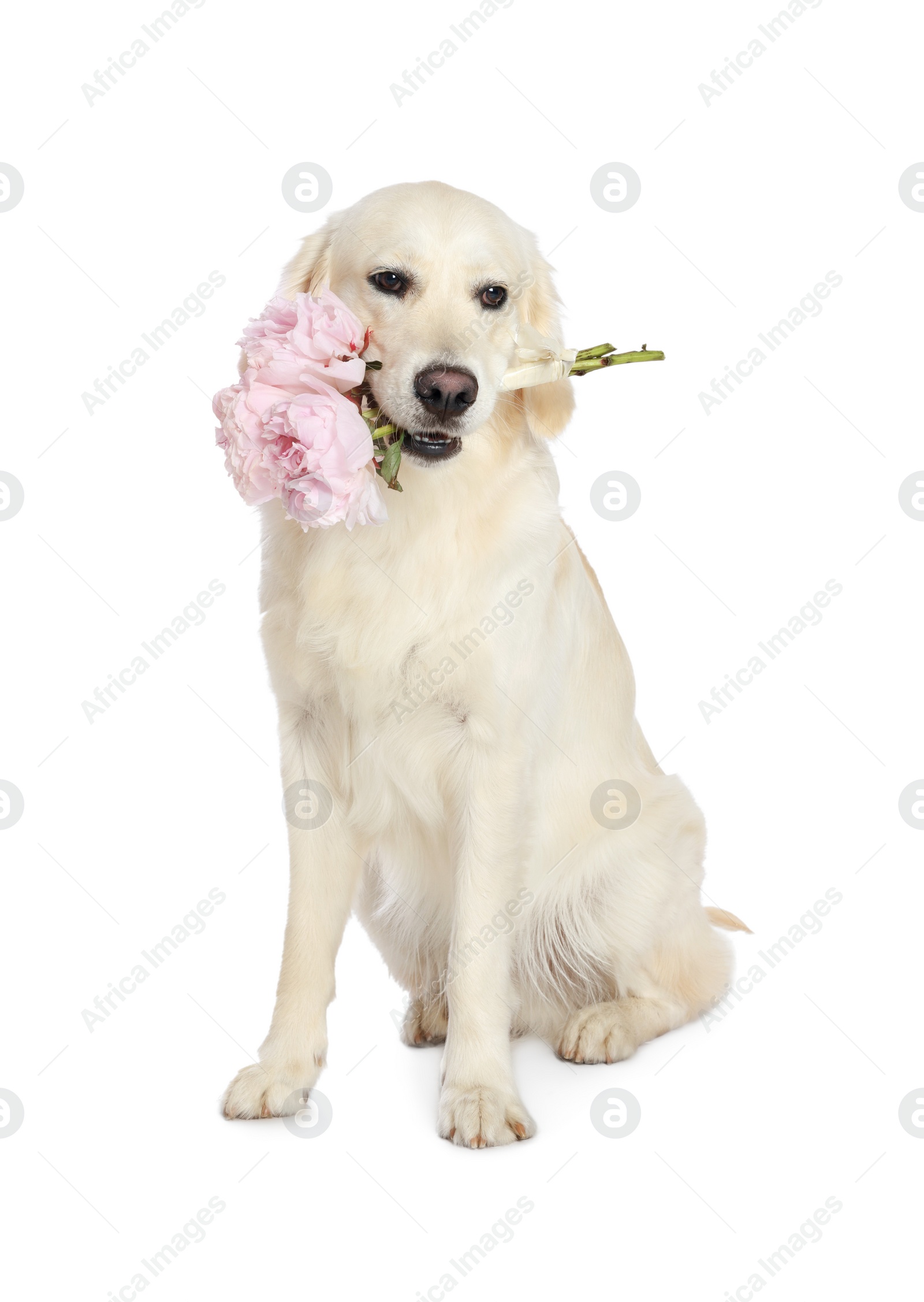 Photo of Cute Labrador Retriever with beautiful peony flowers on white background