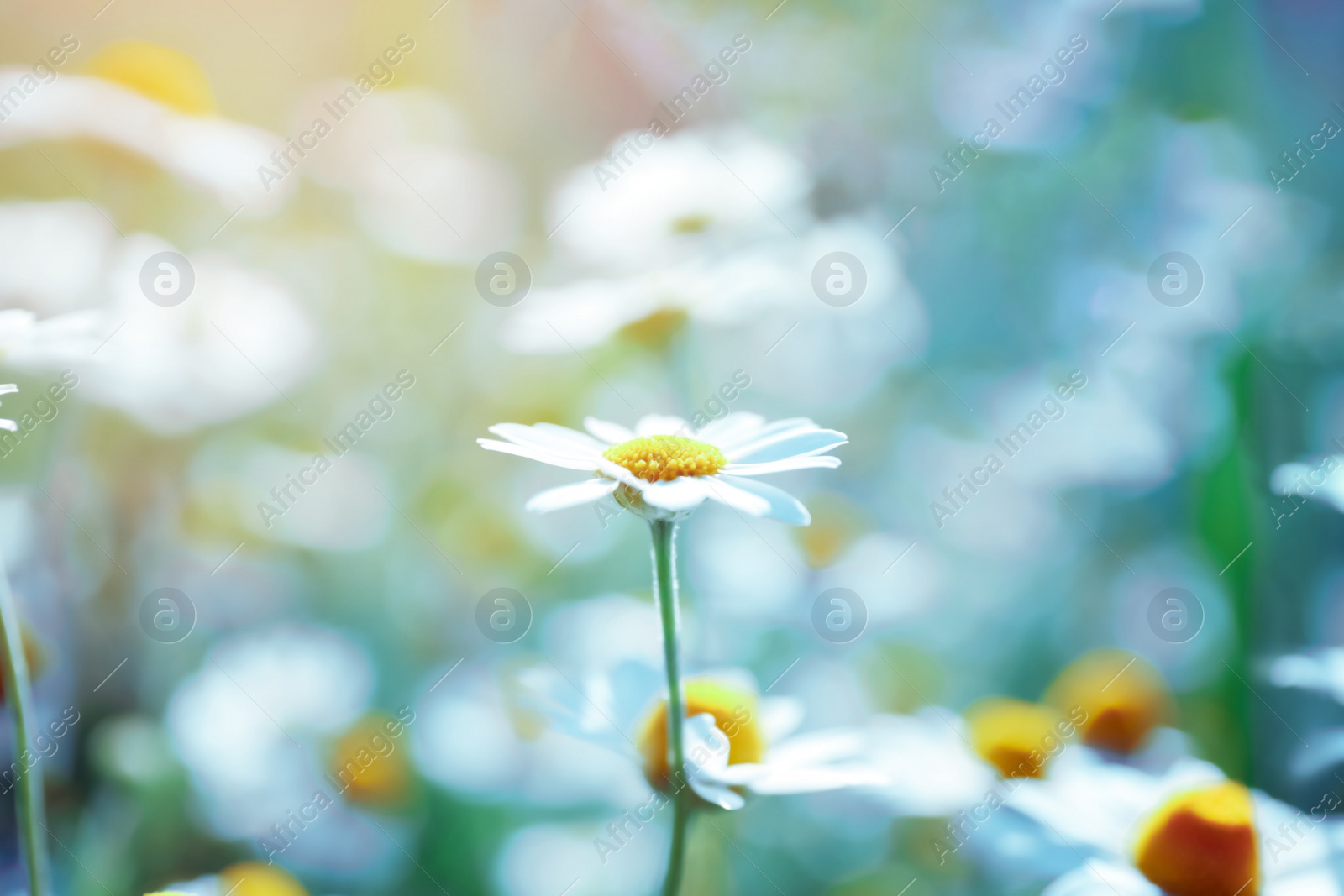 Photo of Beautiful chamomile flowers growing in field, closeup