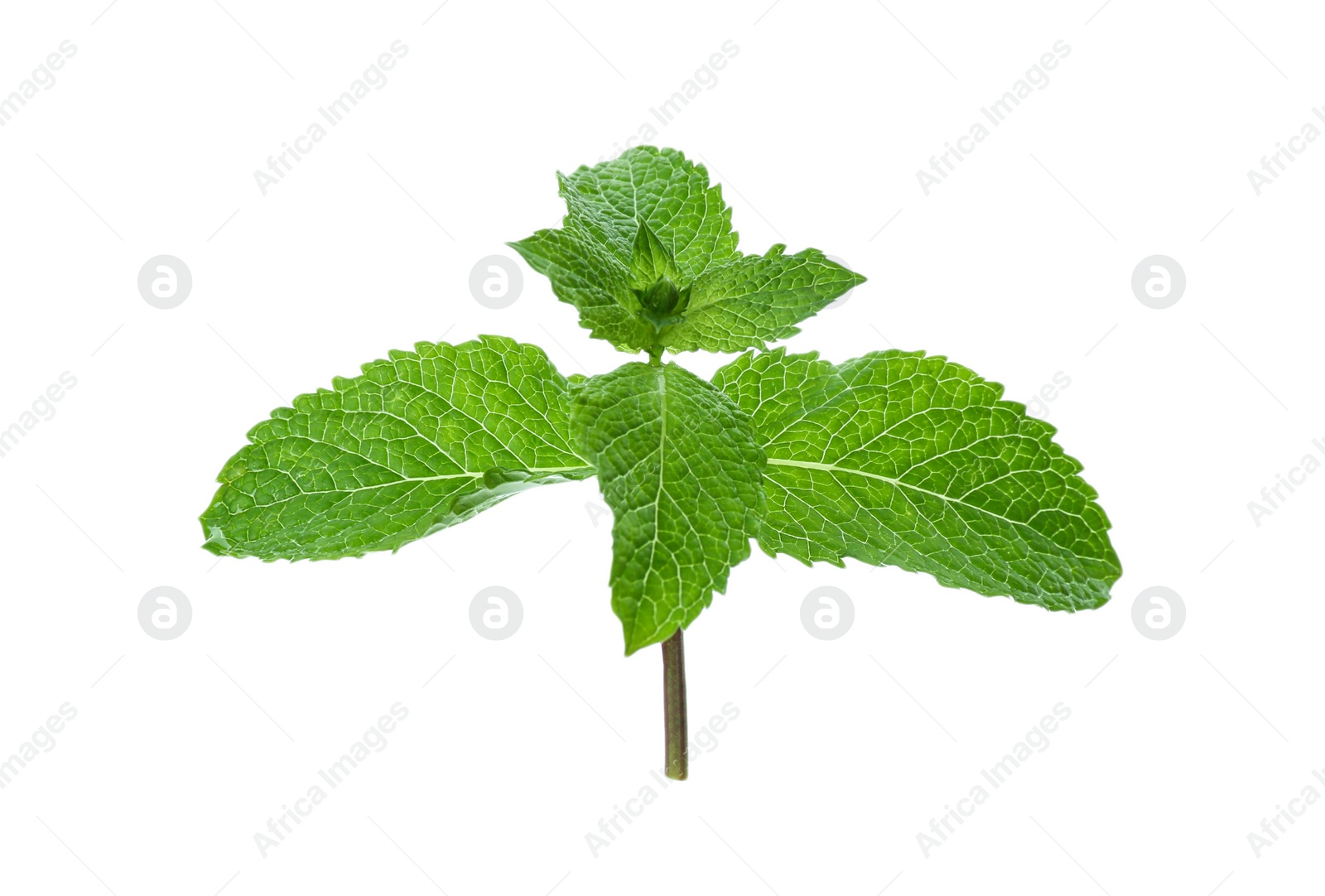 Photo of Leaves of fresh mint isolated on white