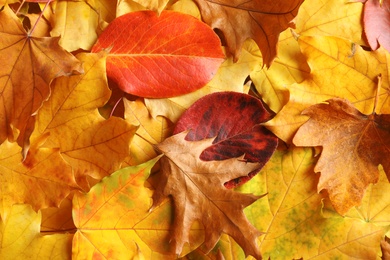 Photo of Many autumn leaves as background, top view