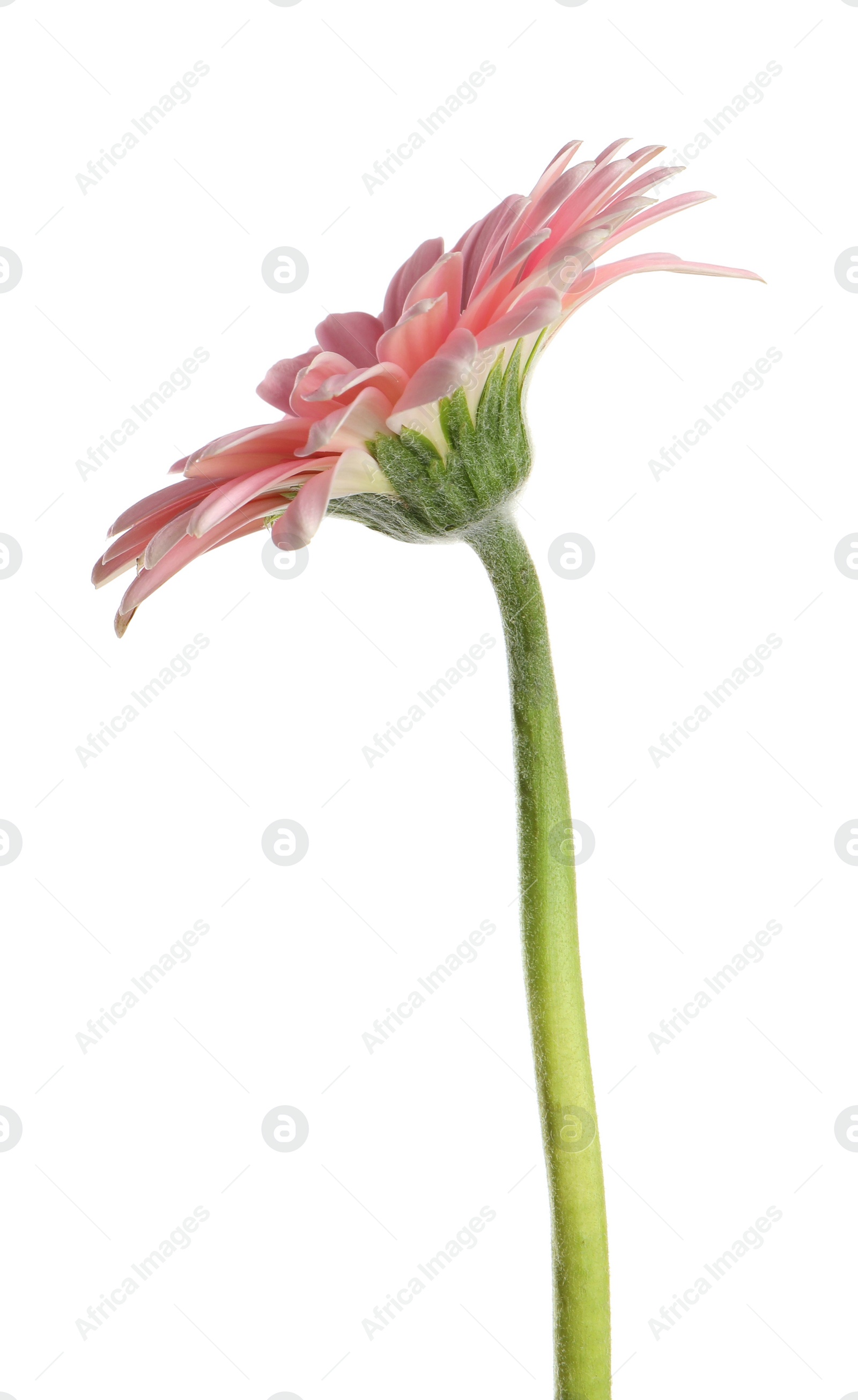 Photo of Beautiful pink gerbera flower isolated on white