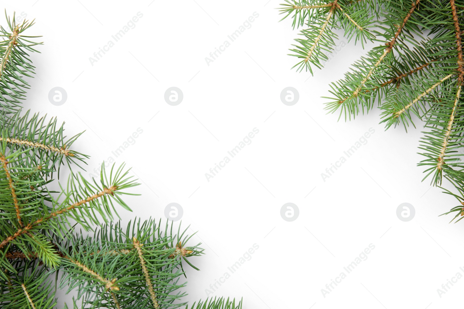 Photo of Branches of Christmas tree on white background