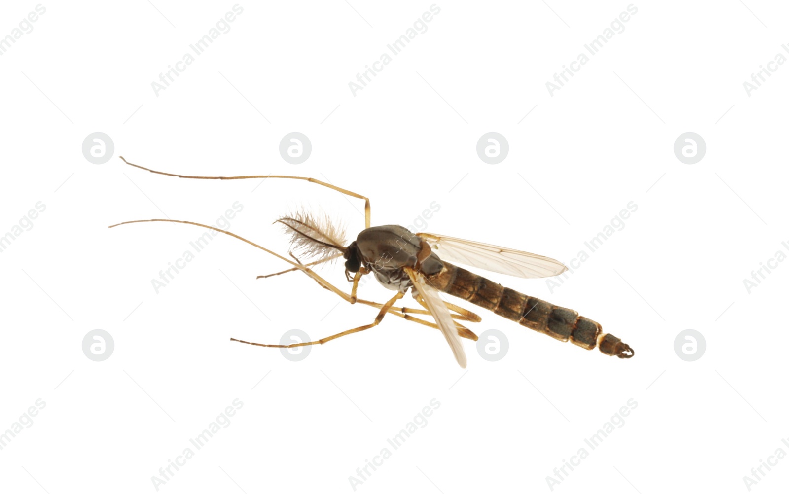 Photo of Closeup view of mosquito on white background