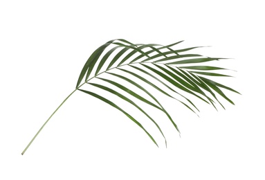 Photo of Leaf of tropical palm tree isolated on white