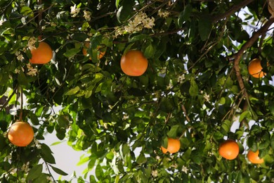 Photo of Fresh ripe grapefruits growing on tree outdoors