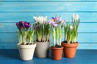 Different beautiful potted crocus flowers on blue wooden table