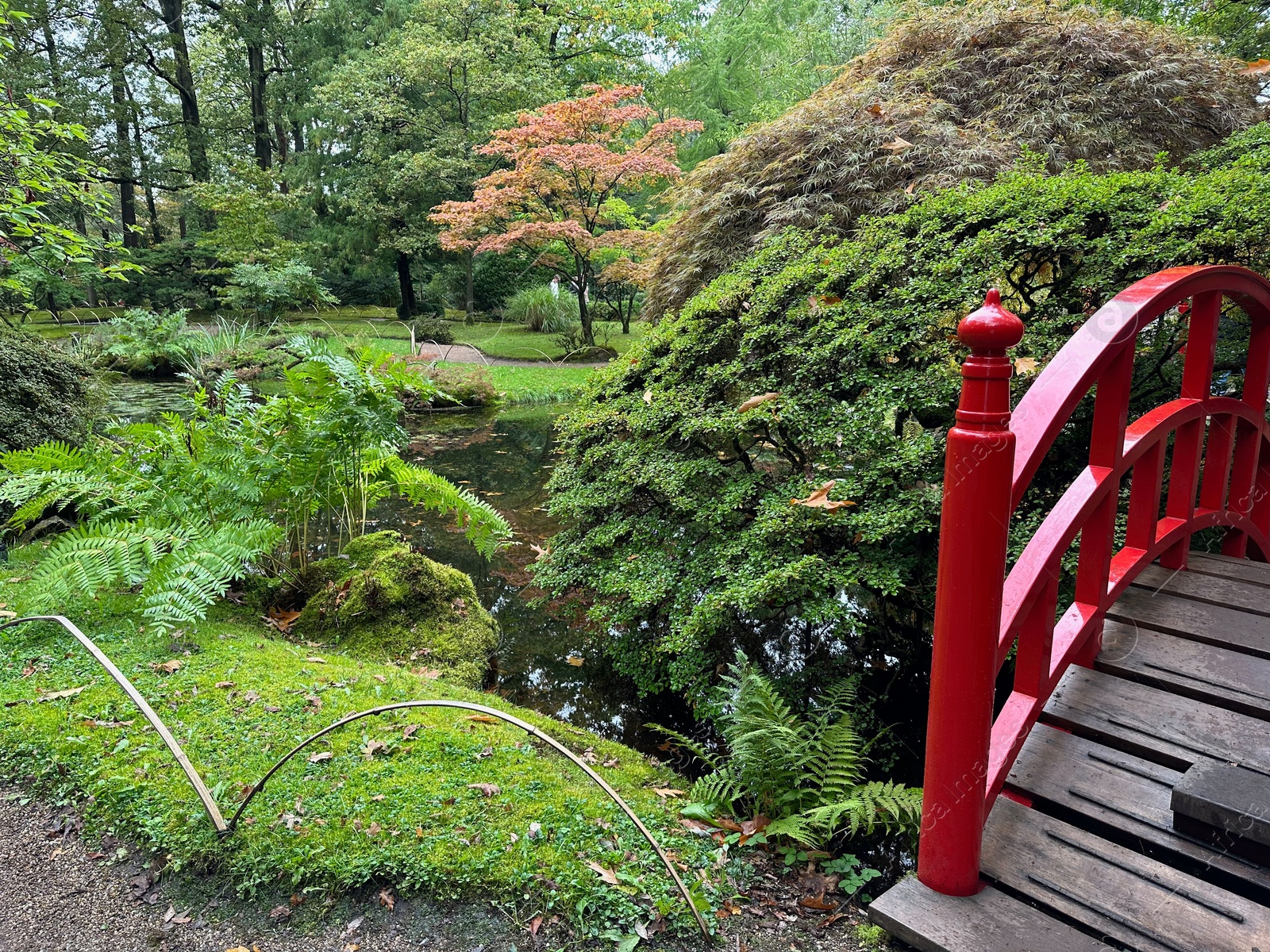 Photo of Bright moss, different plants, little pond and bridge in Japanese garden
