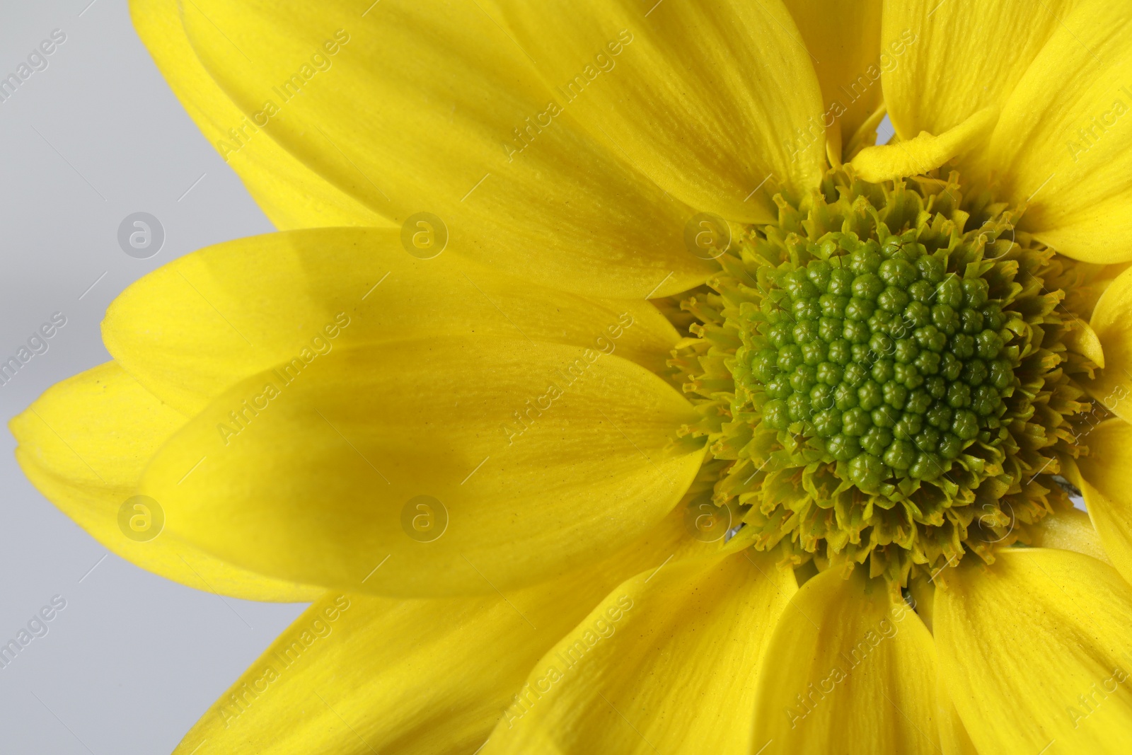 Photo of Beautiful blooming chrysanthemum flower on grey background, closeup