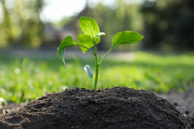Young seedling growing in soil outdoors on sunny day