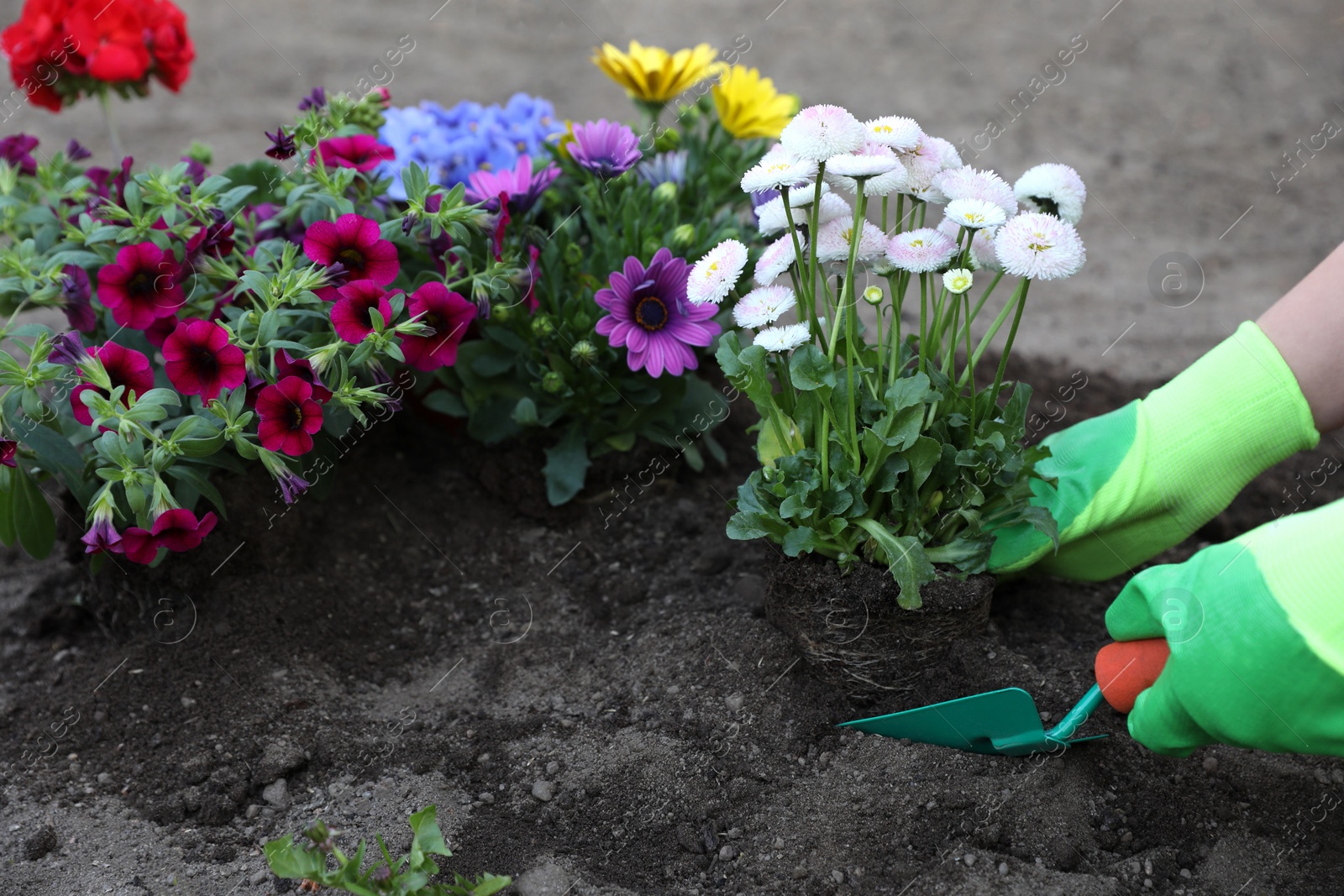 Photo of Woman in gardening gloves planting beautiful blooming flowers outdoors, closeup