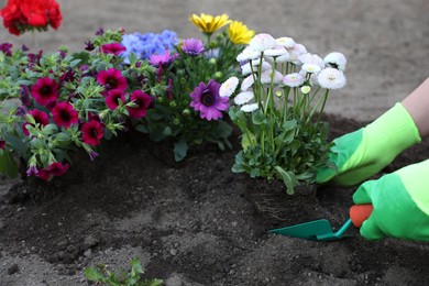 Woman in gardening gloves planting beautiful blooming flowers outdoors, closeup