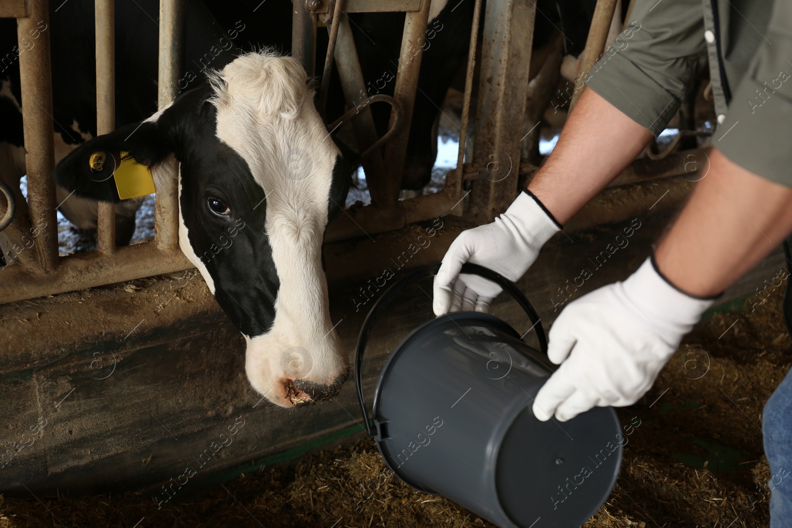 Photo of Worker feeding cow on farm, closeup. Animal husbandry