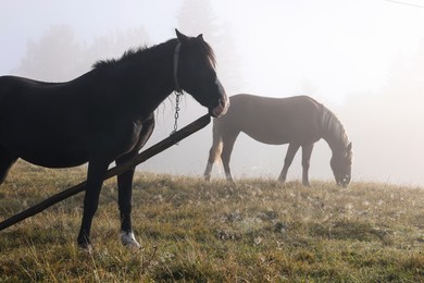 Photo of Horses grazing on pasture outdoors in misty morning. Lovely domesticated pets