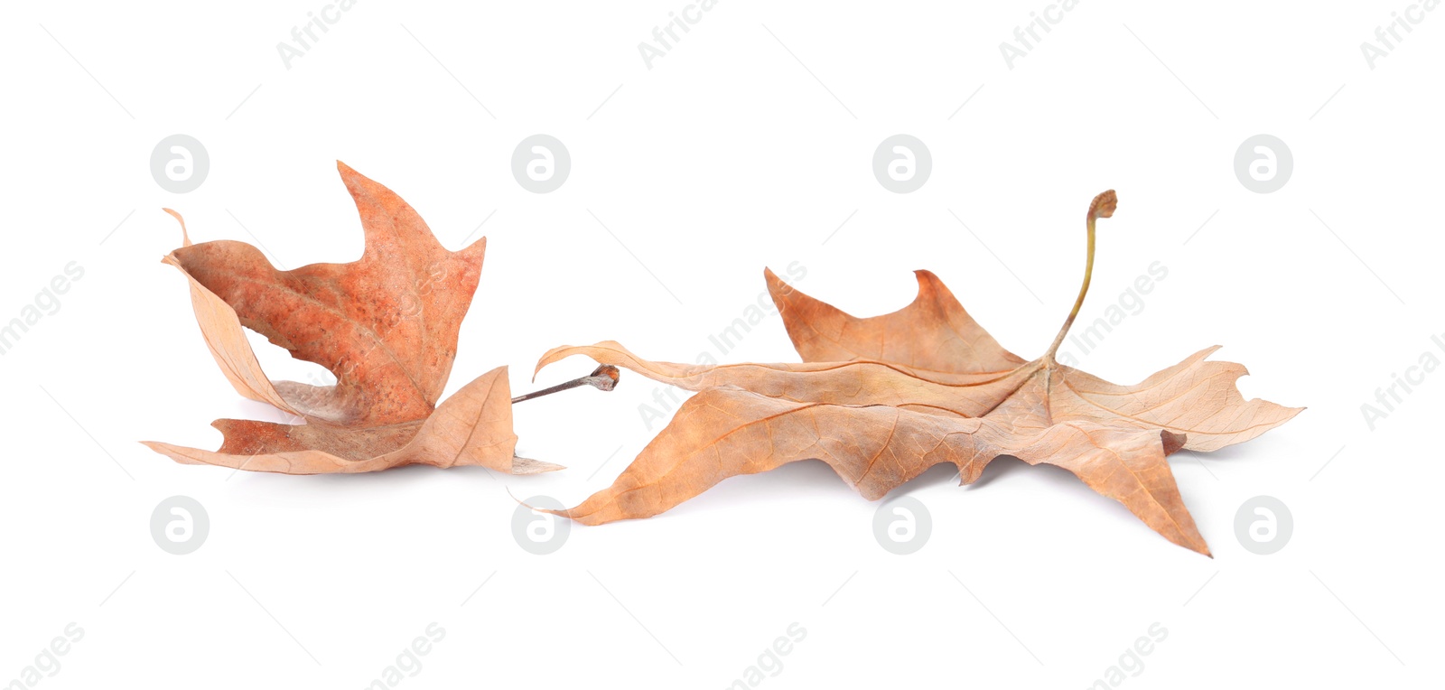 Photo of Dry leaves on white background. Autumn season