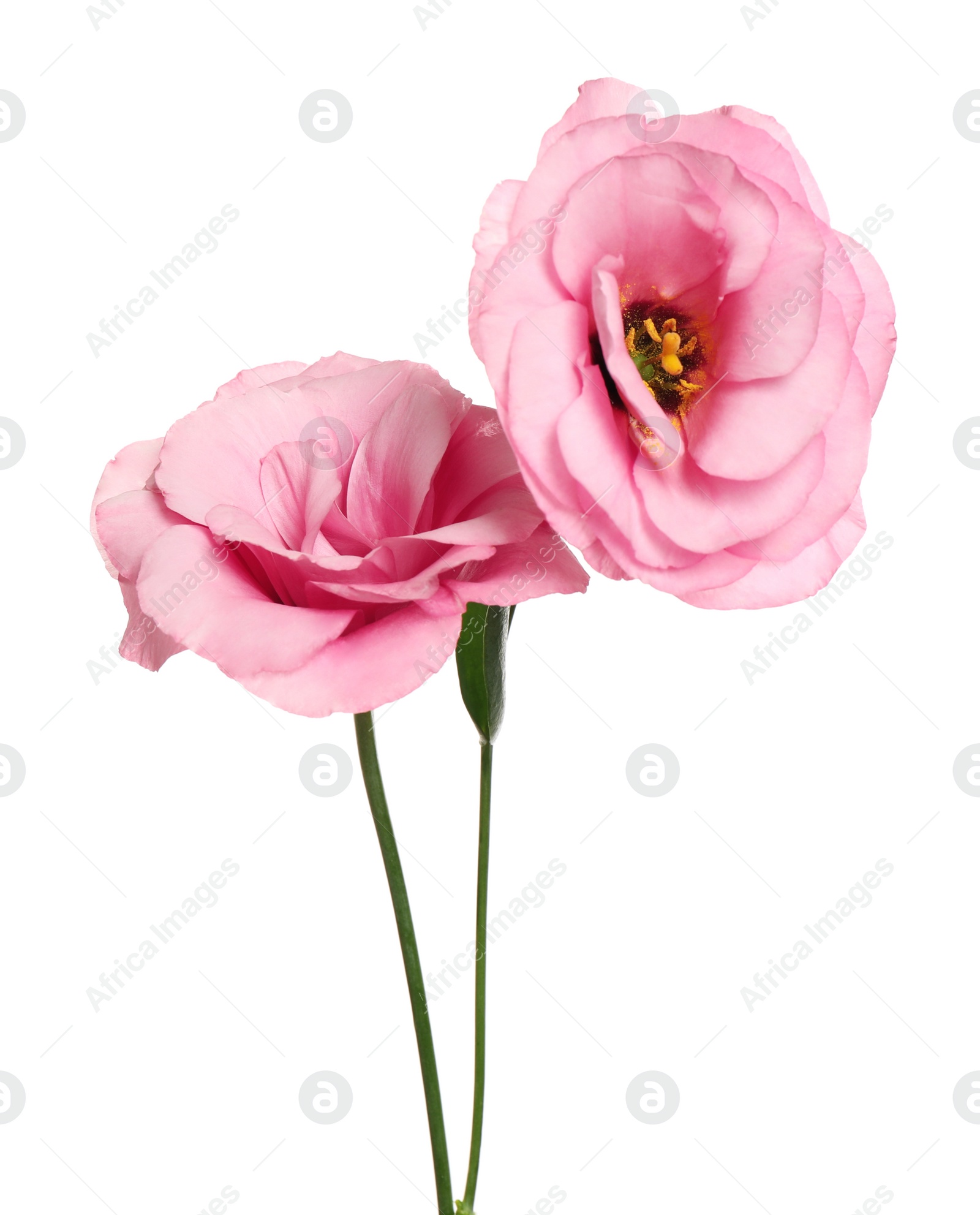 Photo of Beautiful fresh Eustoma flowers isolated on white