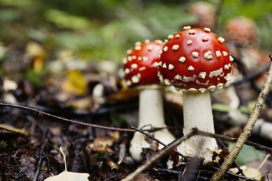 Photo of Fresh wild mushrooms growing in forest, closeup. Space for text