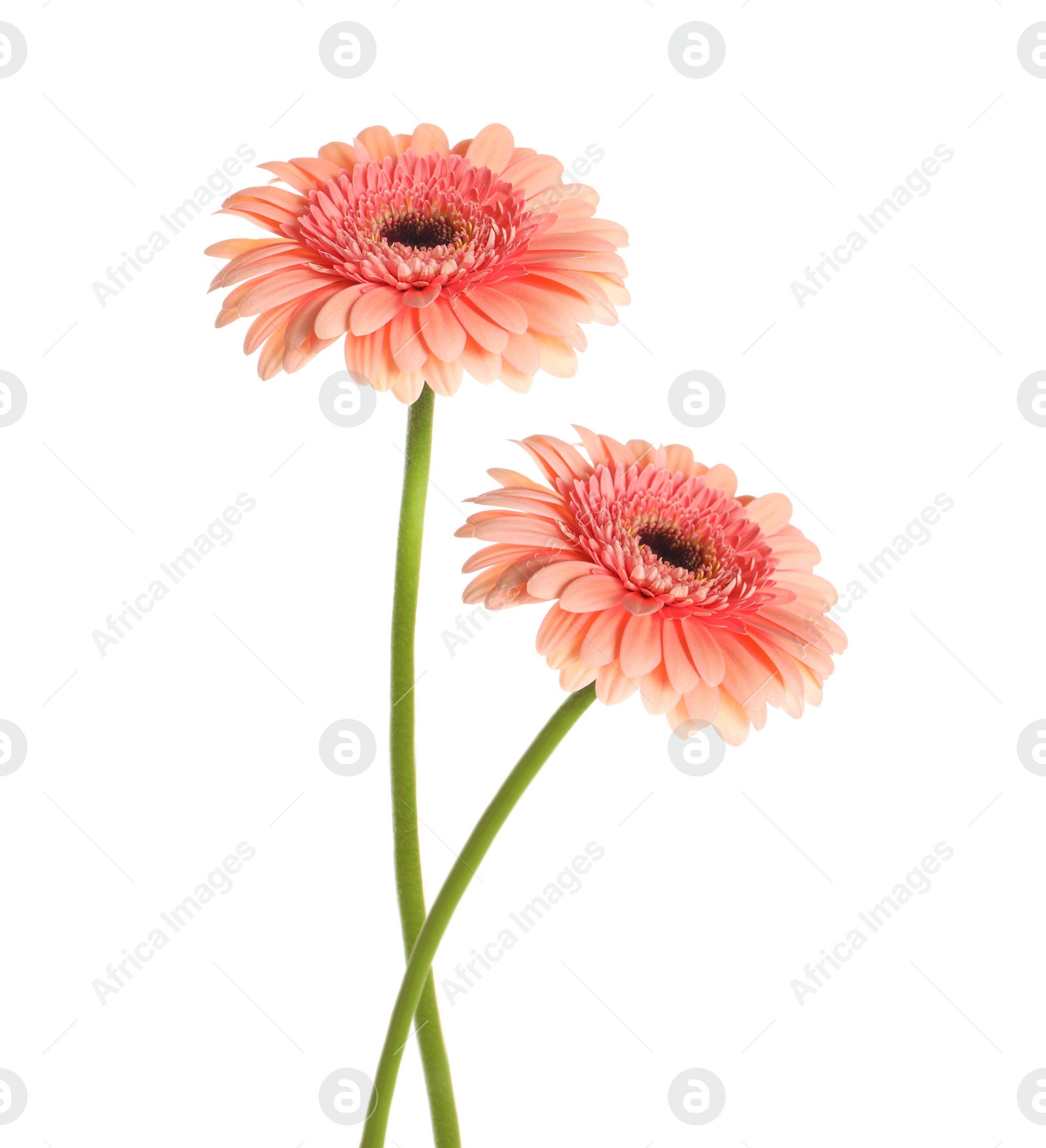 Image of Beautiful pink gerbera flowers isolated on white