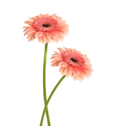 Image of Beautiful pink gerbera flowers isolated on white