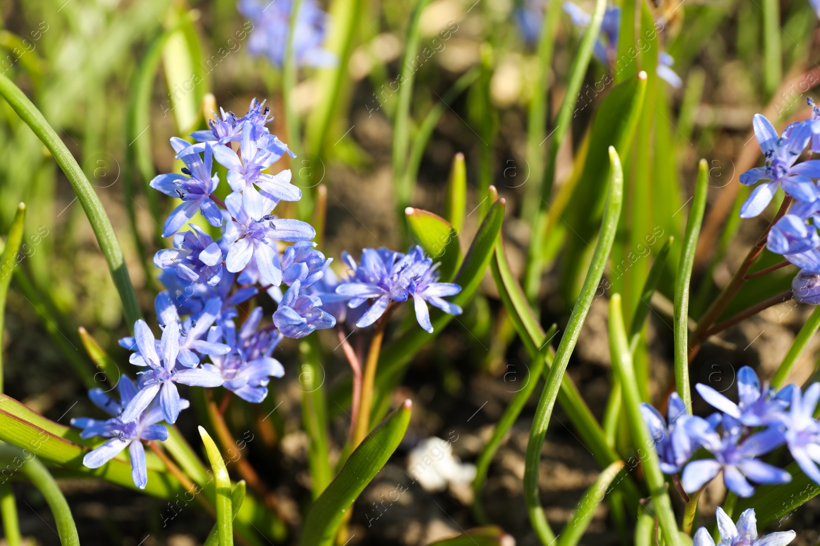 Photo of Beautiful Siberian squill flowers growing in garden