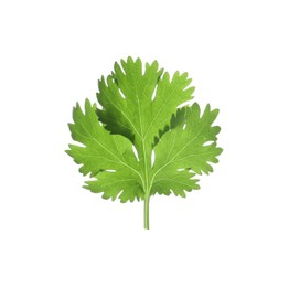 Photo of Aromatic fresh green cilantro isolated on white