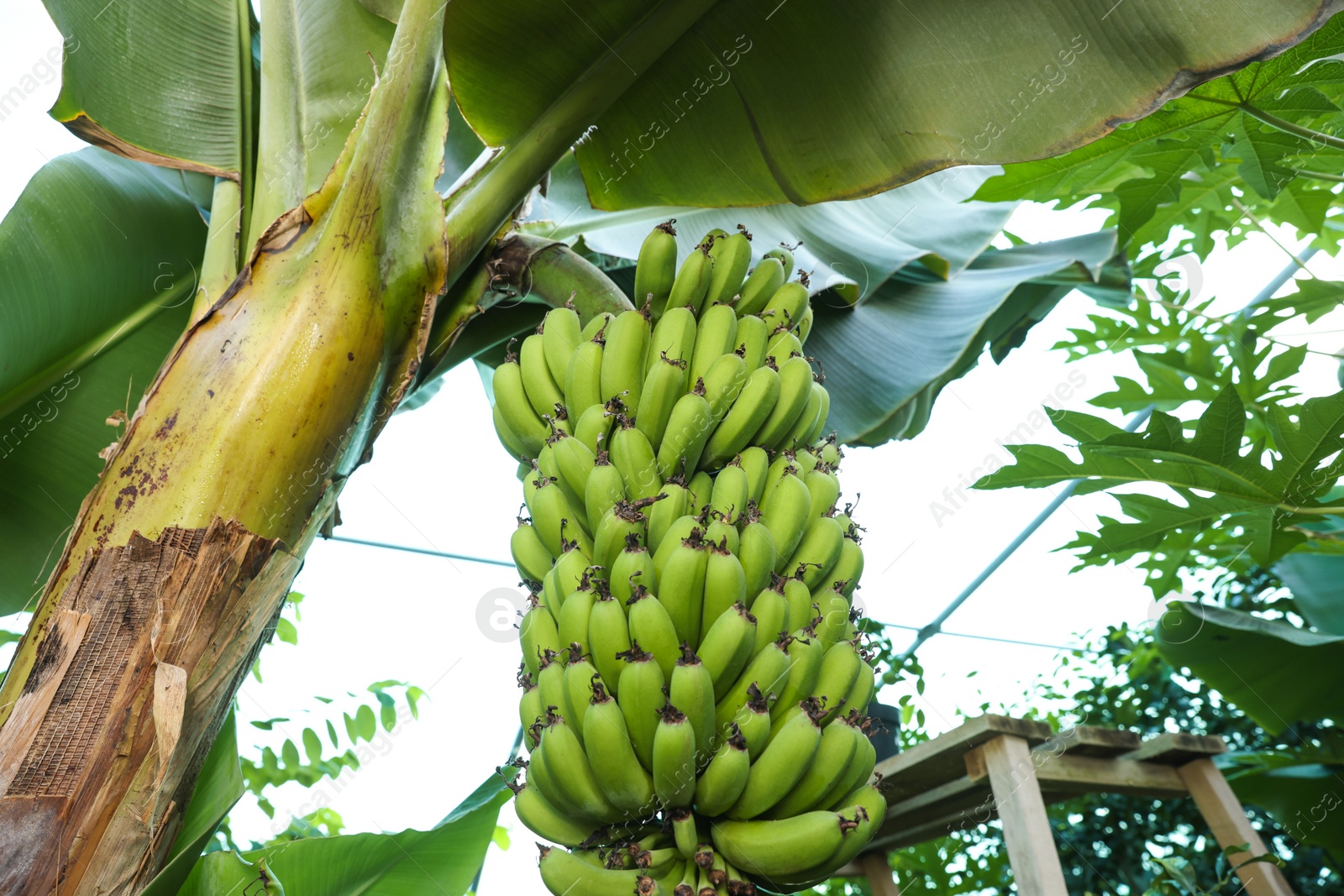 Photo of Unripe bananas growing on tree against blue sky, bottom view