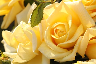 Photo of Closeup view of beautiful yellow roses outdoors