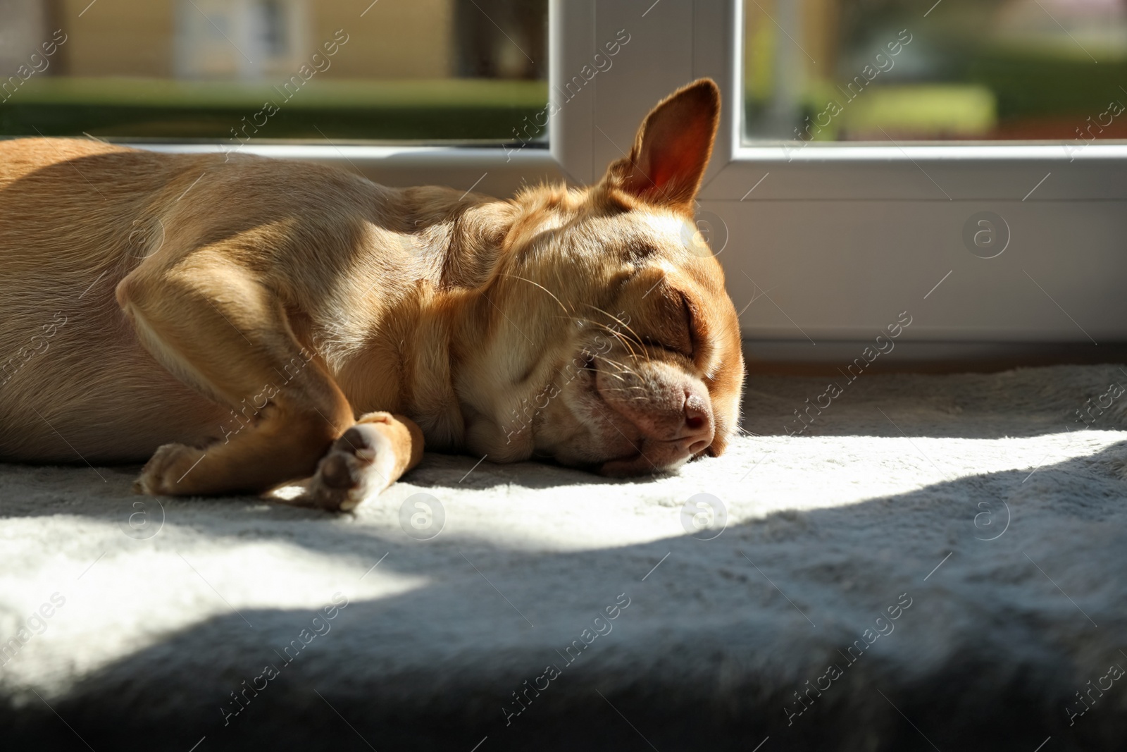 Photo of Cute small chihuahua dog sleeping on window sill indoors