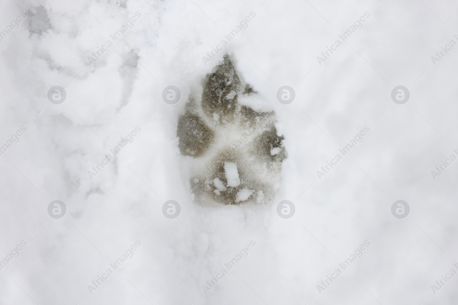 Photo of Dog paw print on snow outdoors, top view