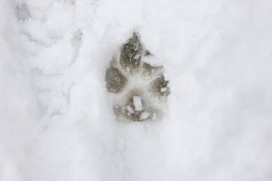 Dog paw print on snow outdoors, top view