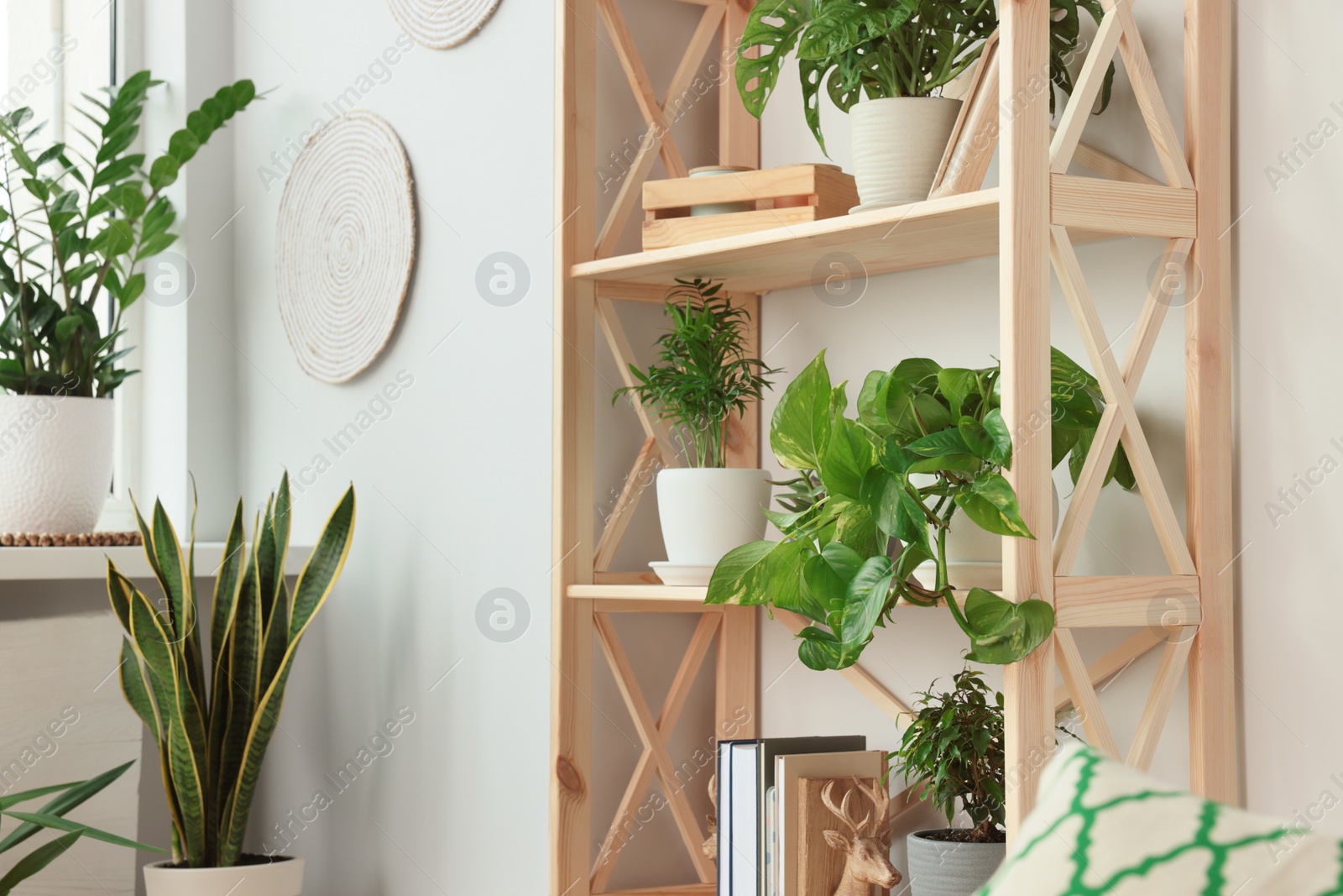 Photo of Wooden shelving unit with beautiful house plants indoors. Home design idea