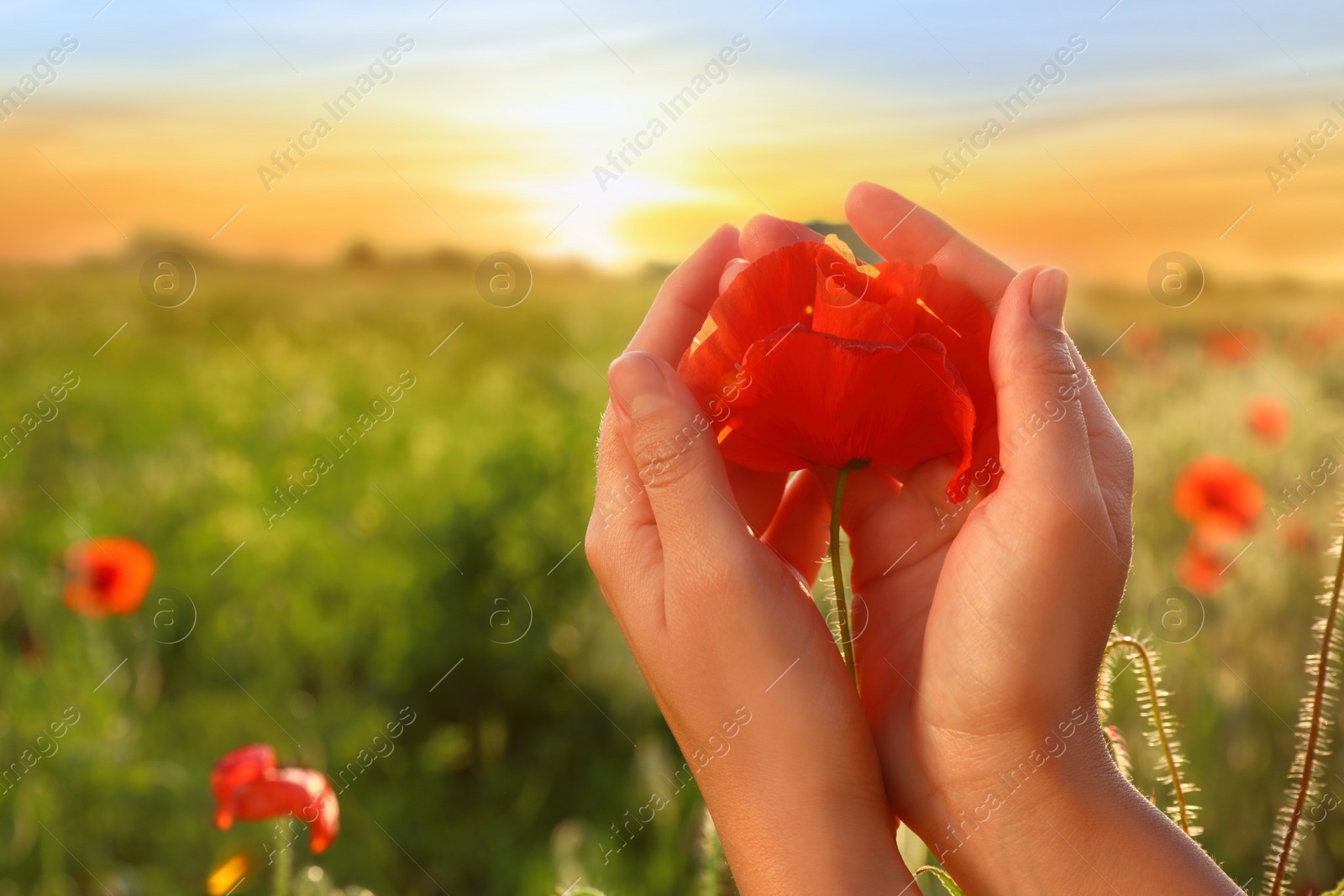 Photo of Woman holding red poppy flower in field at sunset, closeup