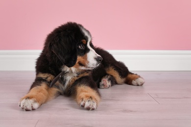 Photo of Adorable Bernese Mountain Dog puppy near color wall indoors