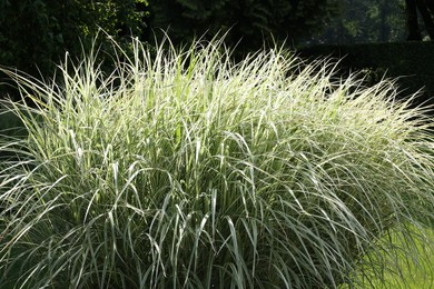 Photo of Beautiful perennial miscanthus plant growing in garden, closeup