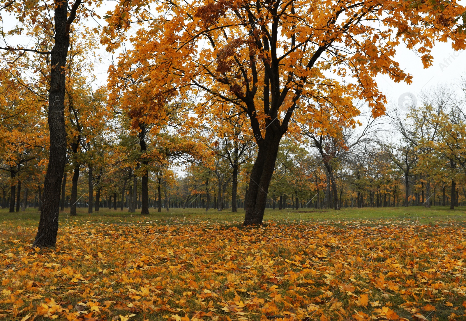 Photo of Beautiful view of forest on autumn day