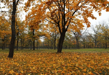 Beautiful view of forest on autumn day